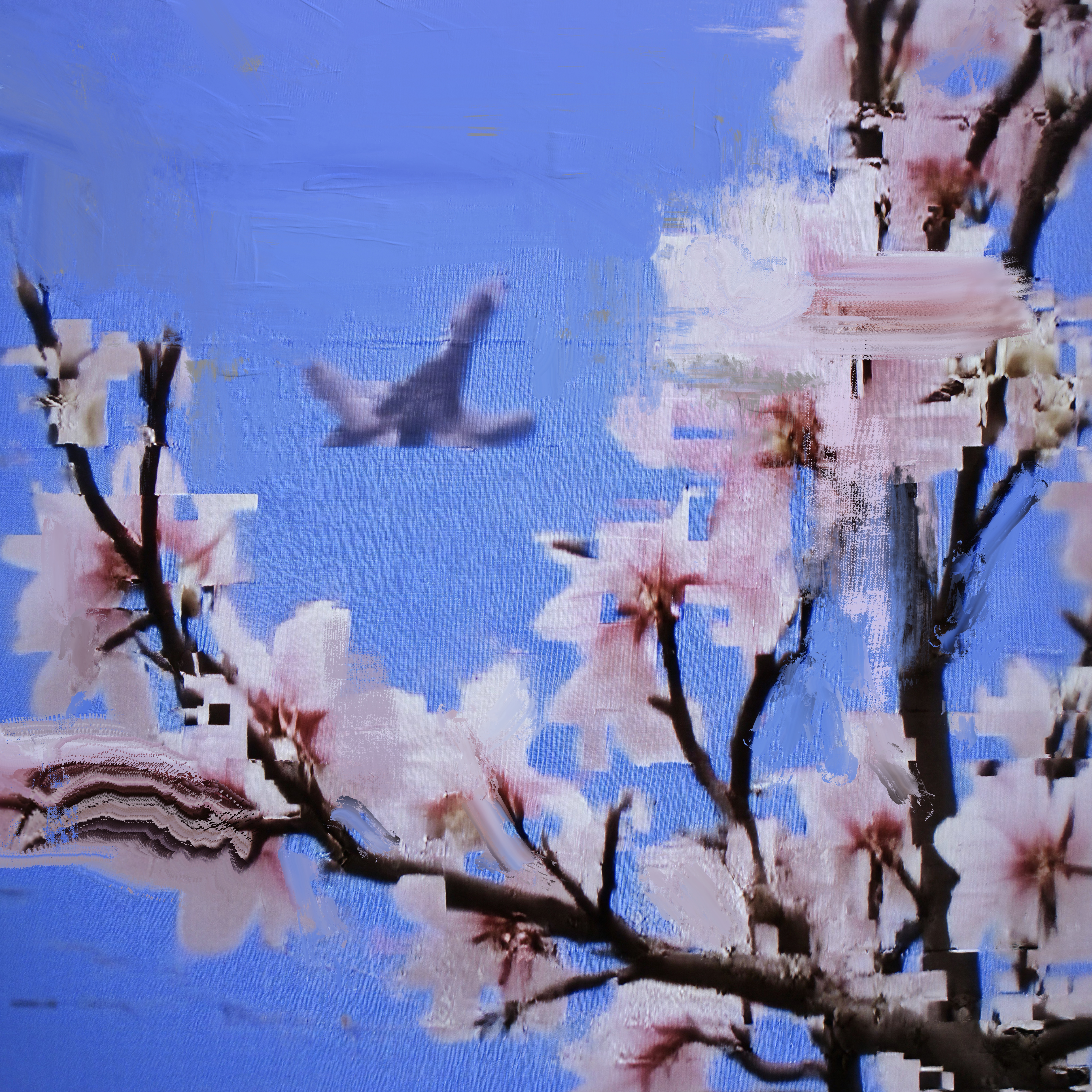 Cherry Blossom with Concorde